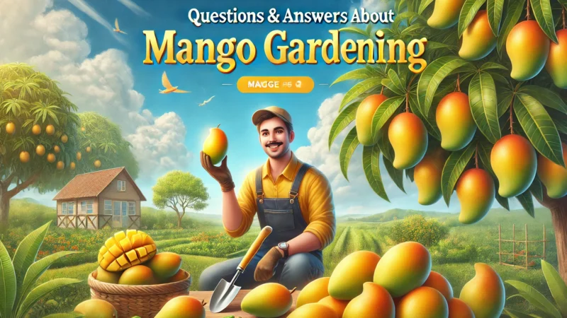 Question’s & Answer’s about Mango Gardening