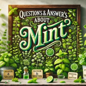 Read more about the article Question’s & Answer’s about Mint