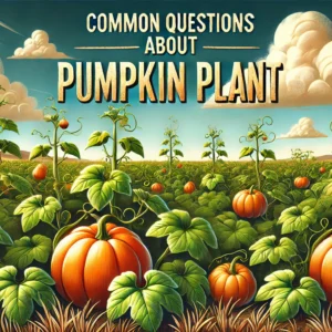 Read more about the article Common Questions About Pumpkin Plant.