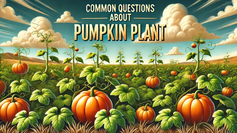 Common Questions About Pumpkin Plant.