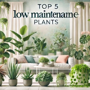 Read more about the article Top 5 Low Maintenance Plants