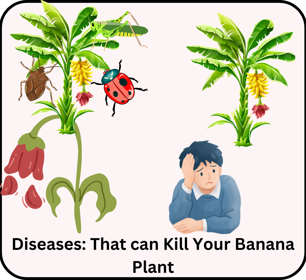 diseases of banana plant