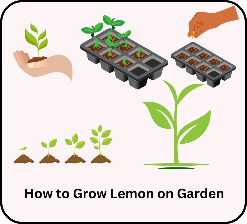 how to grow lemon on garden