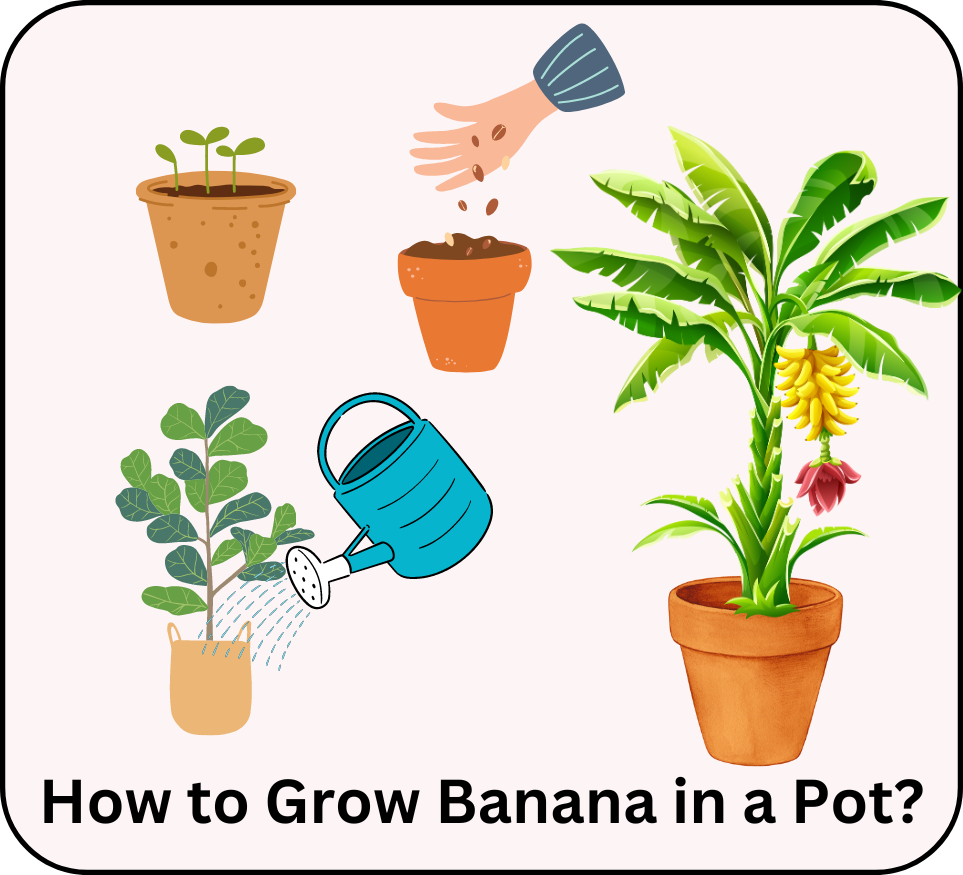 how to grow banana in a pot