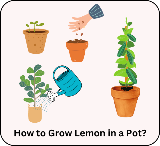 how to grow lemon in a pot