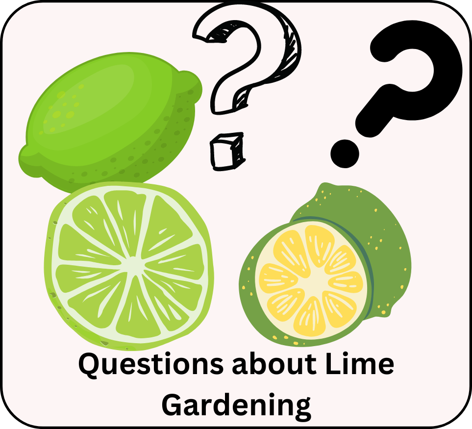 questions about lime gardening