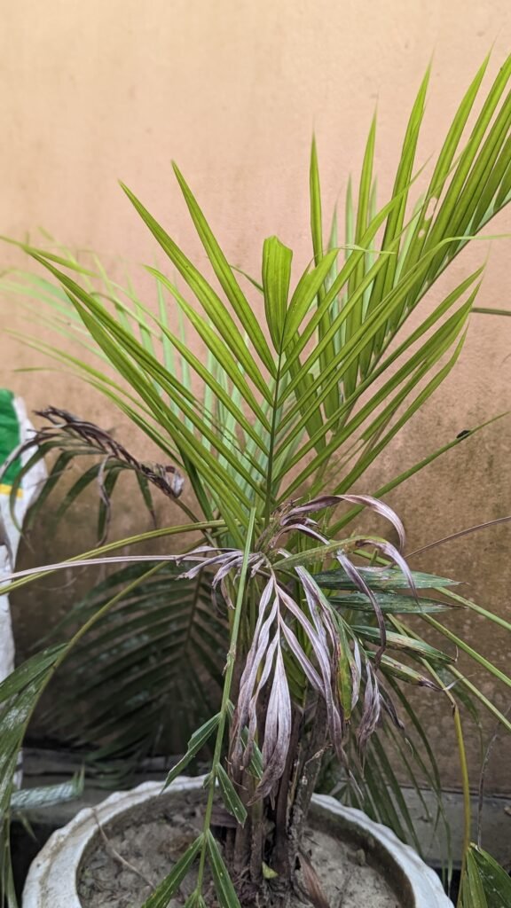 Areca Palm (Dypsis lutescens)