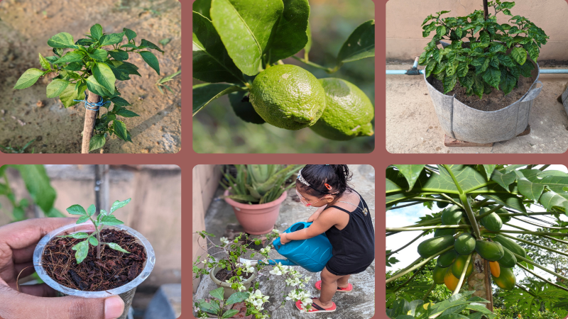 backyard botanist