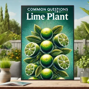 Read more about the article Common Questions About Lime Plant