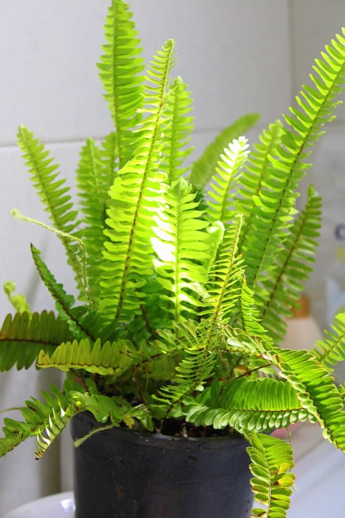 Boston Fern (Nephrolepis exaltata)