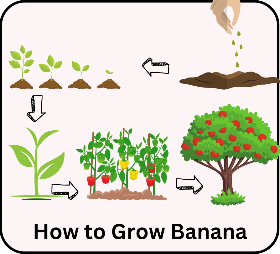 how to grow banana