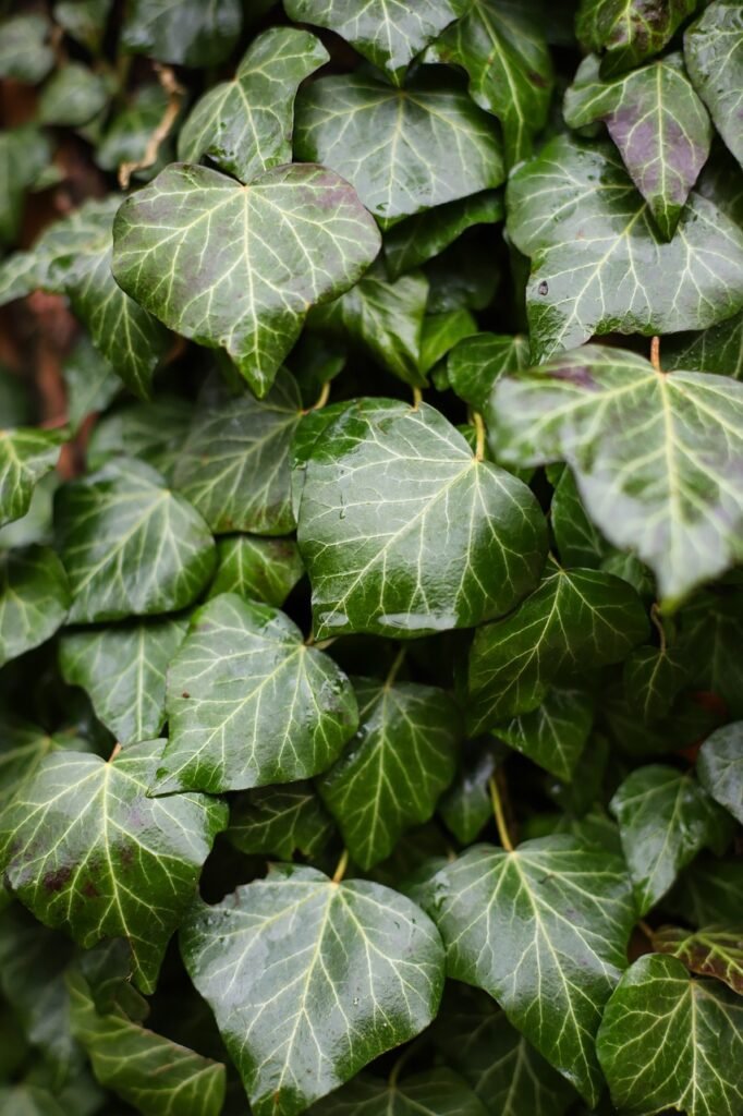 English Ivy (Hedera helix)