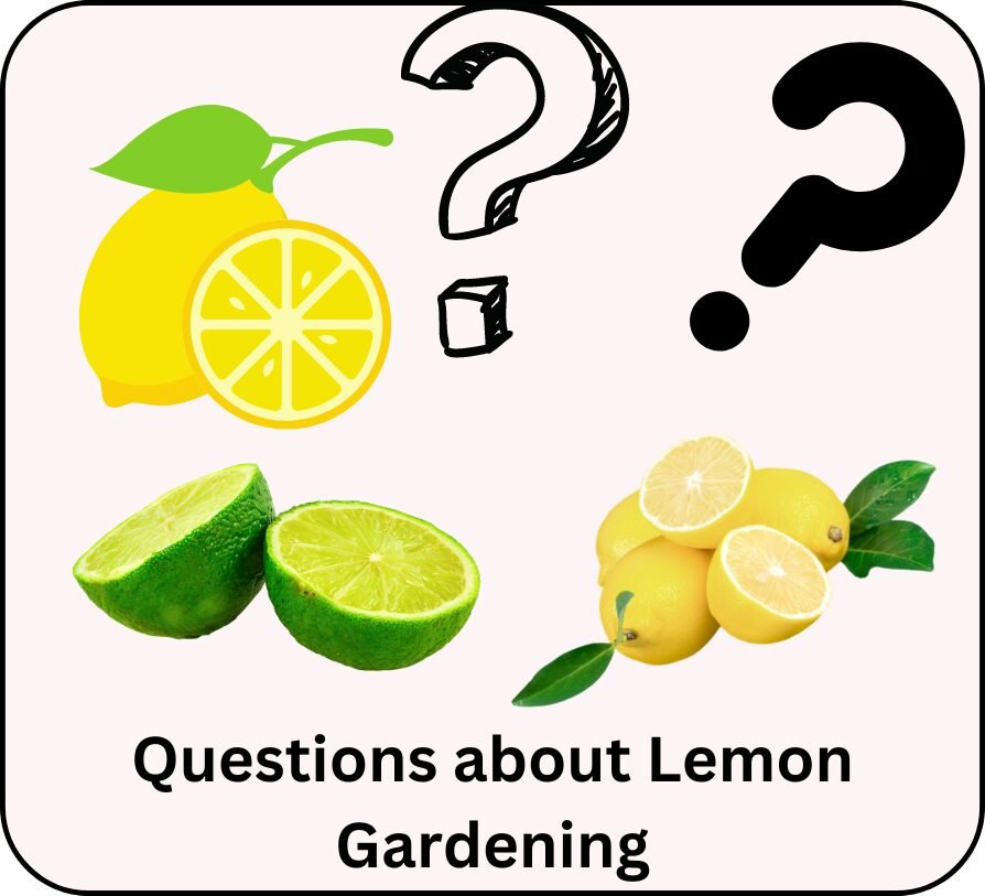 question about lemon gardening