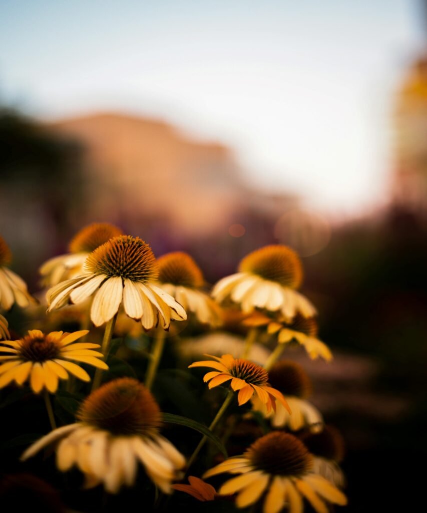 Echinacea (Echinacea purpurea)