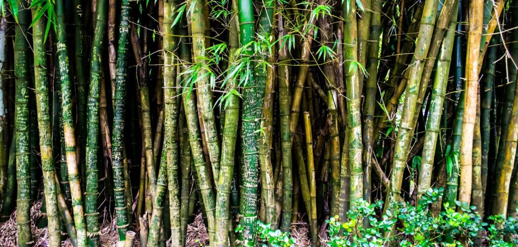 3. Bamboo (Subfamily: Bambusoideae)