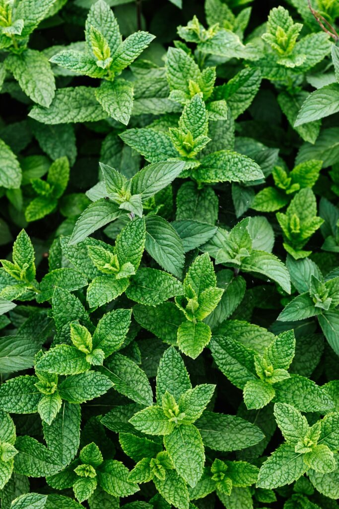 Peppermint (Mentha piperita)