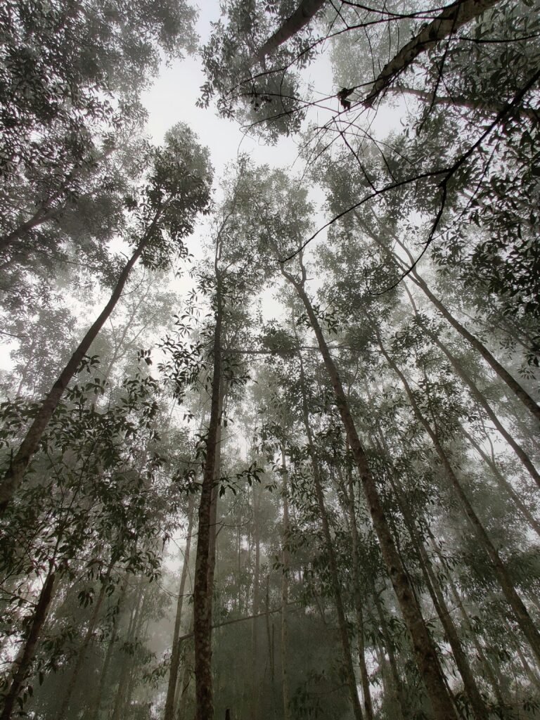 Eucalyptus Trees (Genus: Eucalyptus)