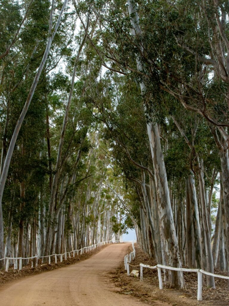 Eucalyptus Trees (Genus: Eucalyptus)