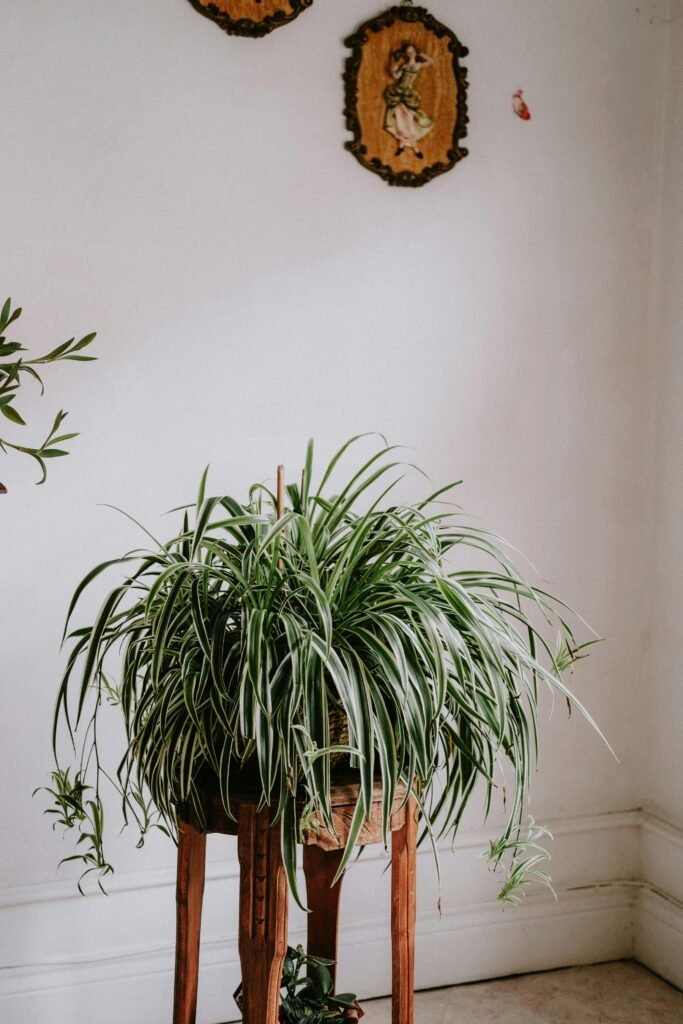 Spider Plant (Chlorophytum comosum)