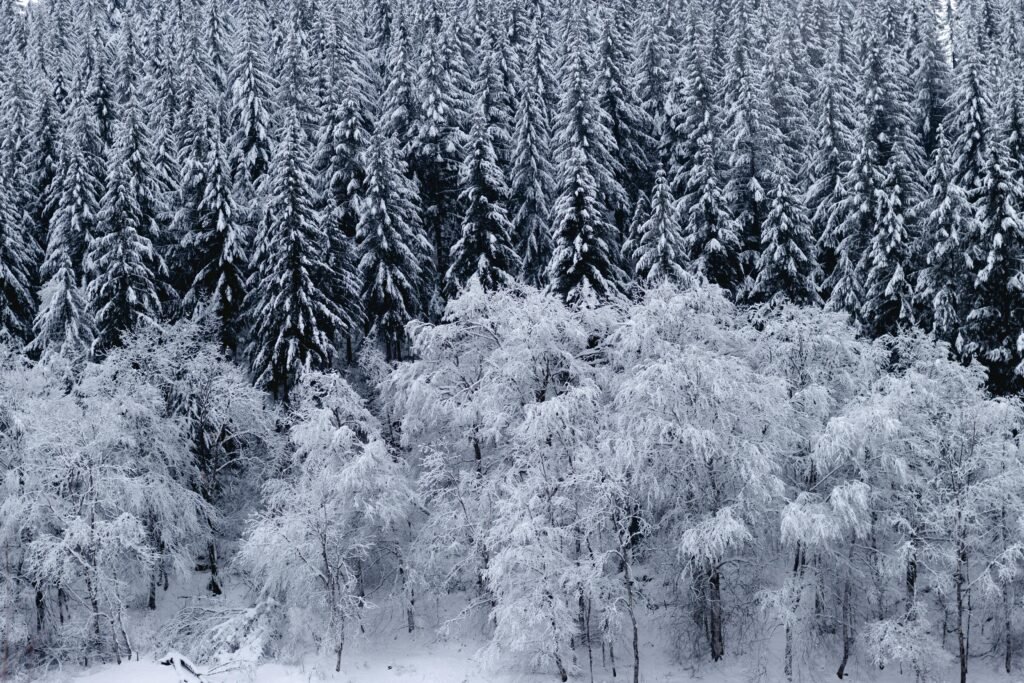 Douglas Fir (Pseudotsuga menziesii)