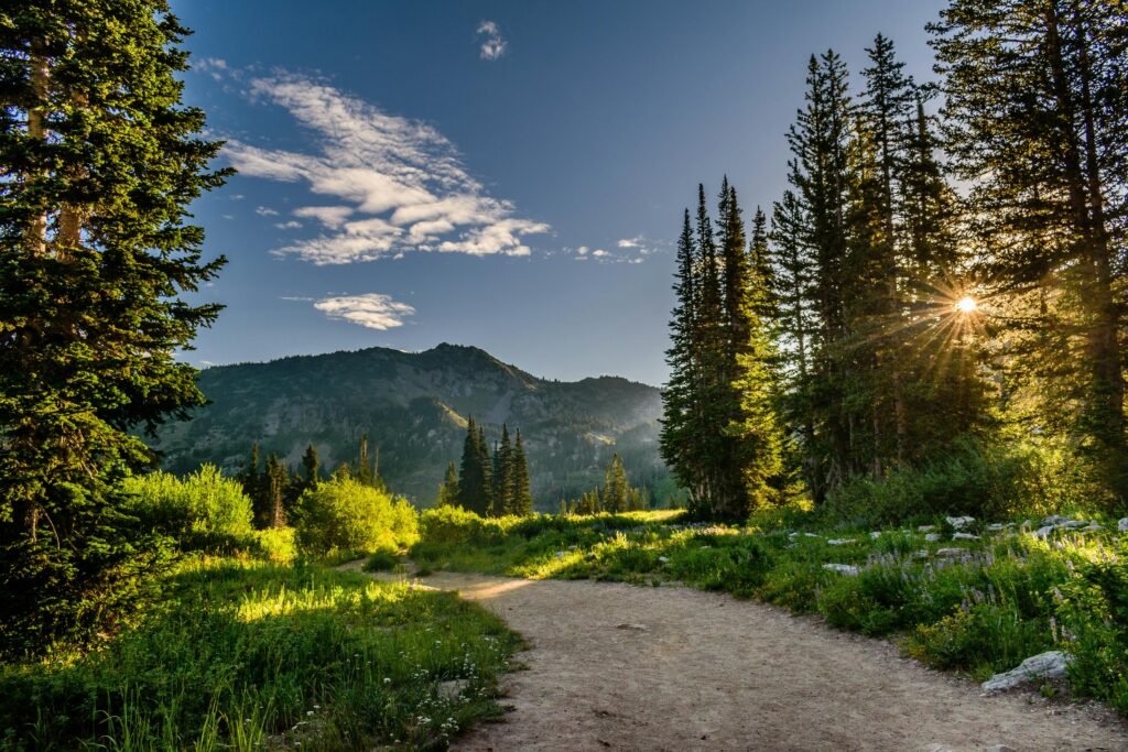 Pine Trees (Genus: Pinus)