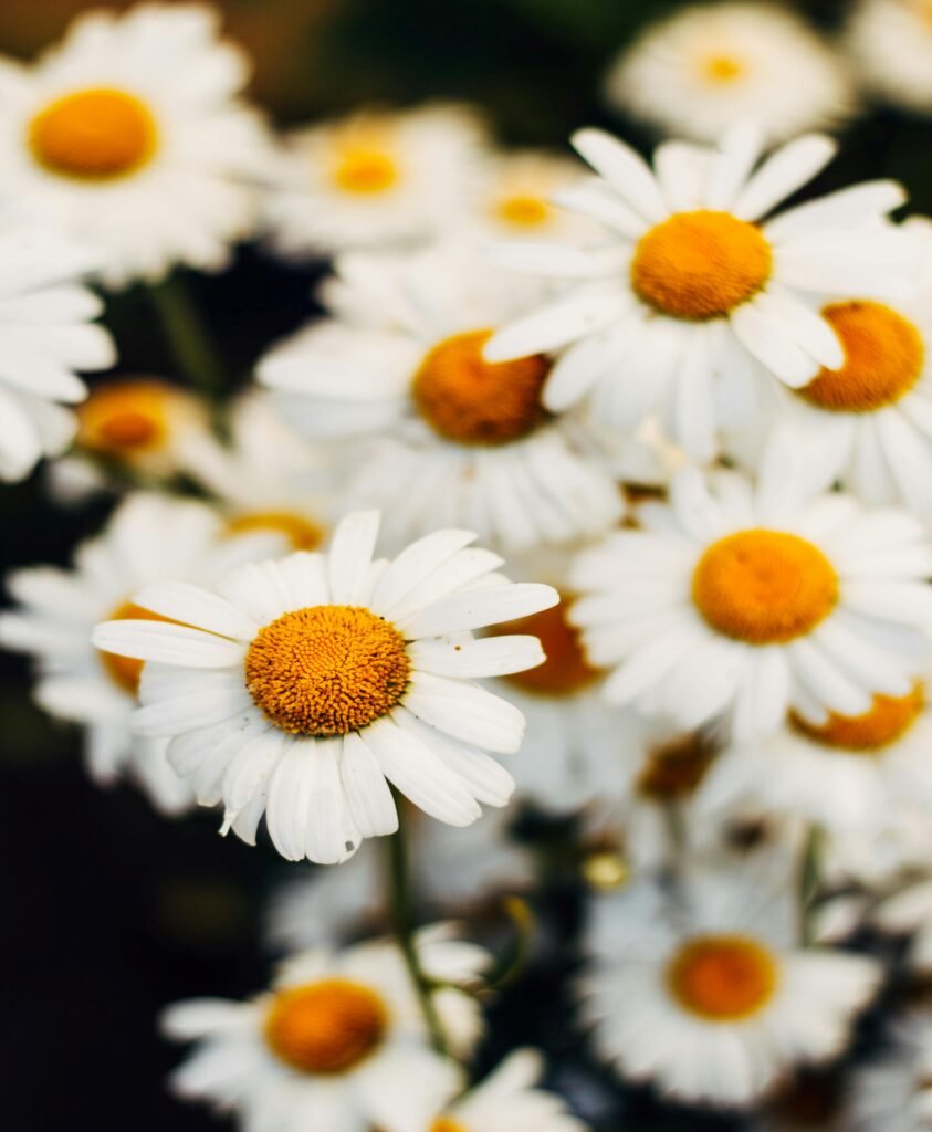 Chamomile (Matricaria chamomilla)