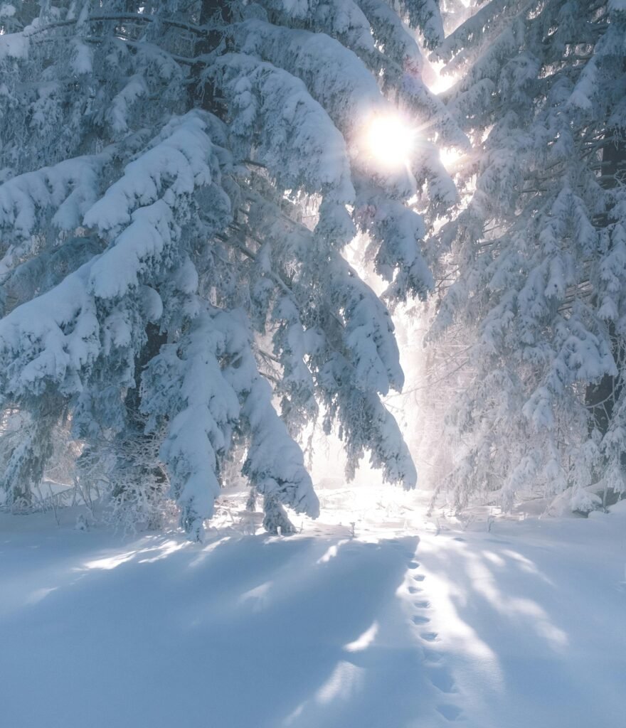 Douglas Fir (Pseudotsuga menziesii)