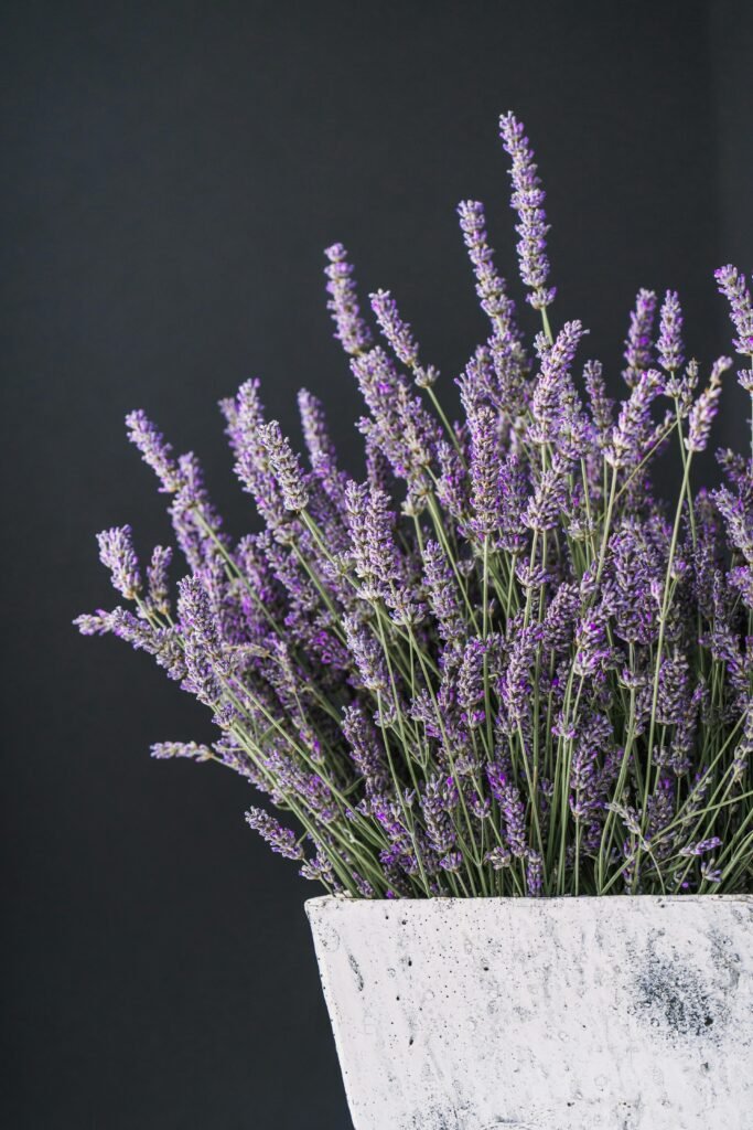 Lavender plant