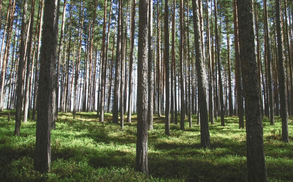 Pine Trees (Genus: Pinus)