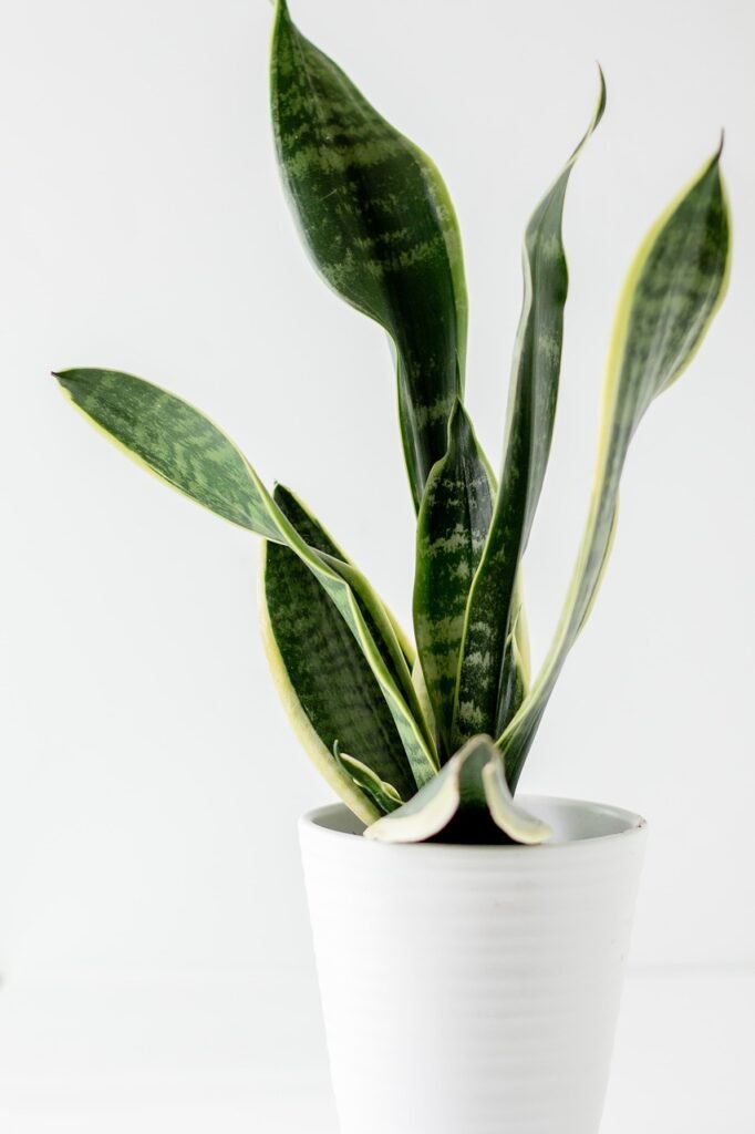 Snake Plant (Sansevieria trifasciata)