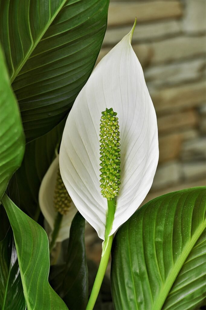 Peace Lily (Spathiphyllum)