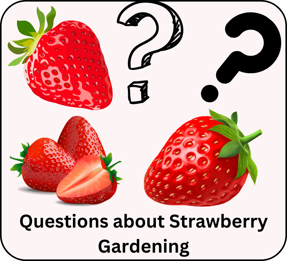 Question about strawberry gardening