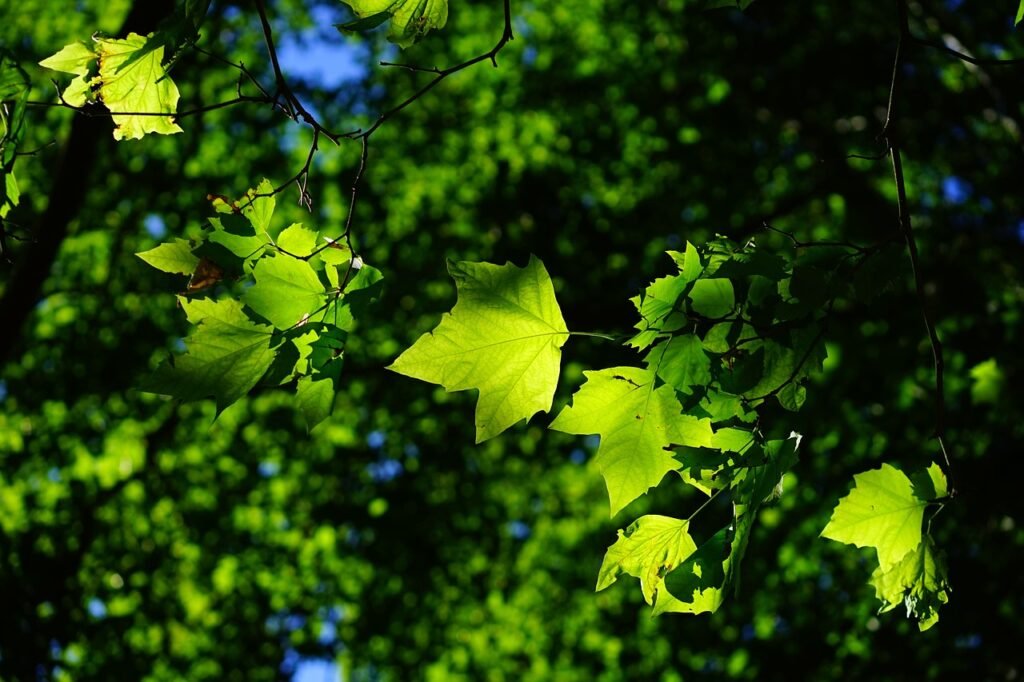 Sycamore Trees (Platanus occidentalis)