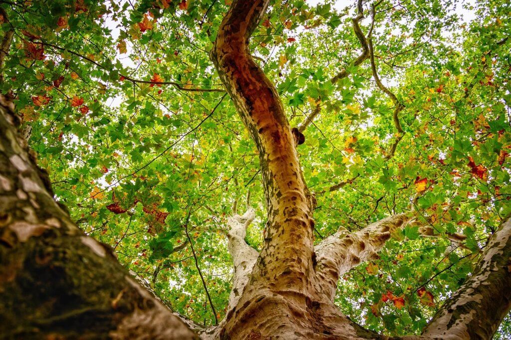 Sycamore Trees (Platanus occidentalis)