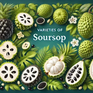 Read more about the article Varieties of Soursop