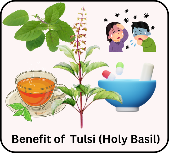 Benefits of Tulsi (Holy Basil)