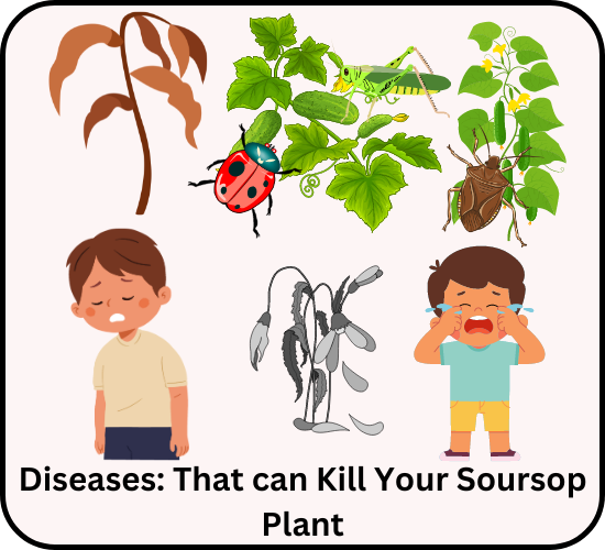 Diseases: That can Kill your Soursop Plant