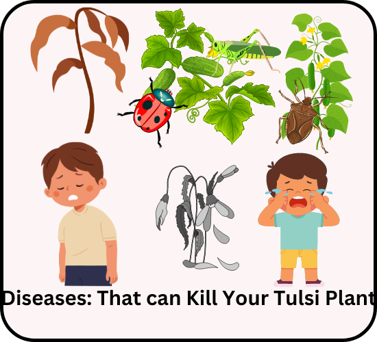 Diseases of Tulsi Plant