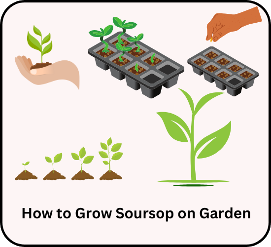 How to Grow Soursop
