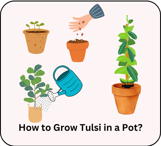 How to Grow Holy Basil in Pots?