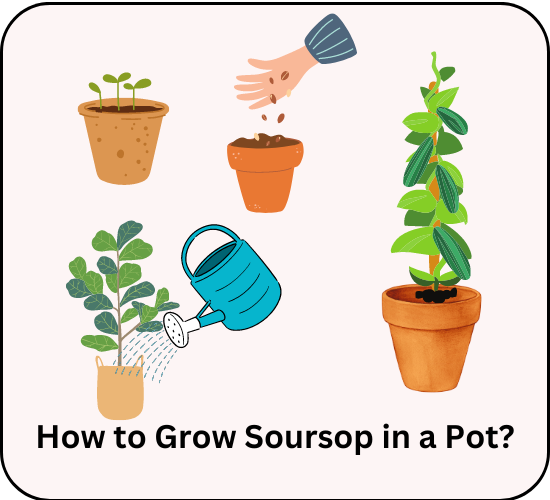 How to Grow Soursop in a Pot