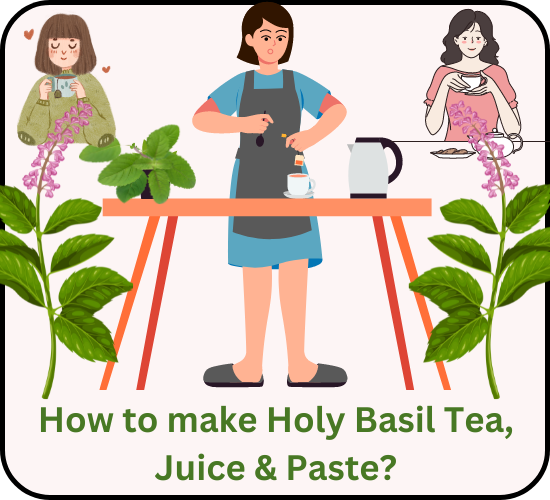 How to make Holy Basil Tea?