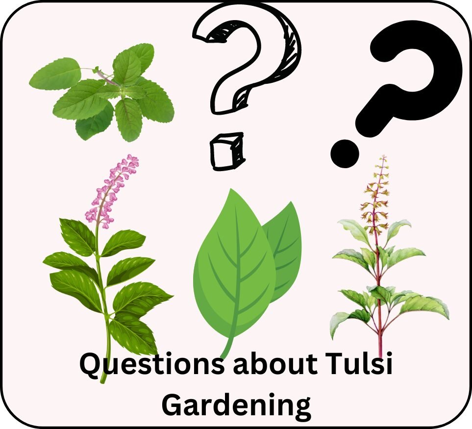 Question's about Tulsi Gardening