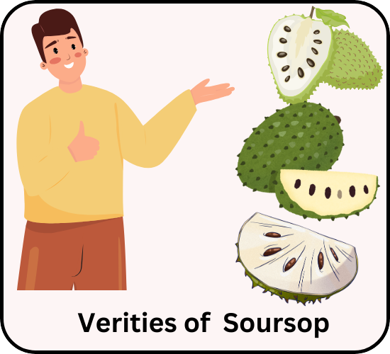 Verities of Soursop
