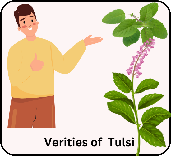 Verities of Holy Basil (Tulsi)