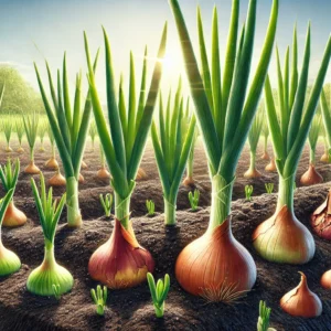 Read more about the article How to Fertilize Onion Plants: A Step-by-Step Guide by Growing Stages