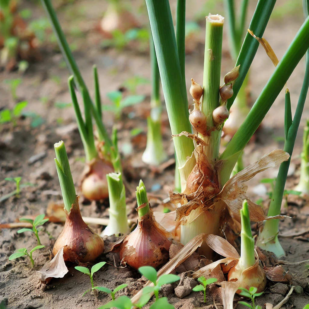 Egyptian Walking Onion